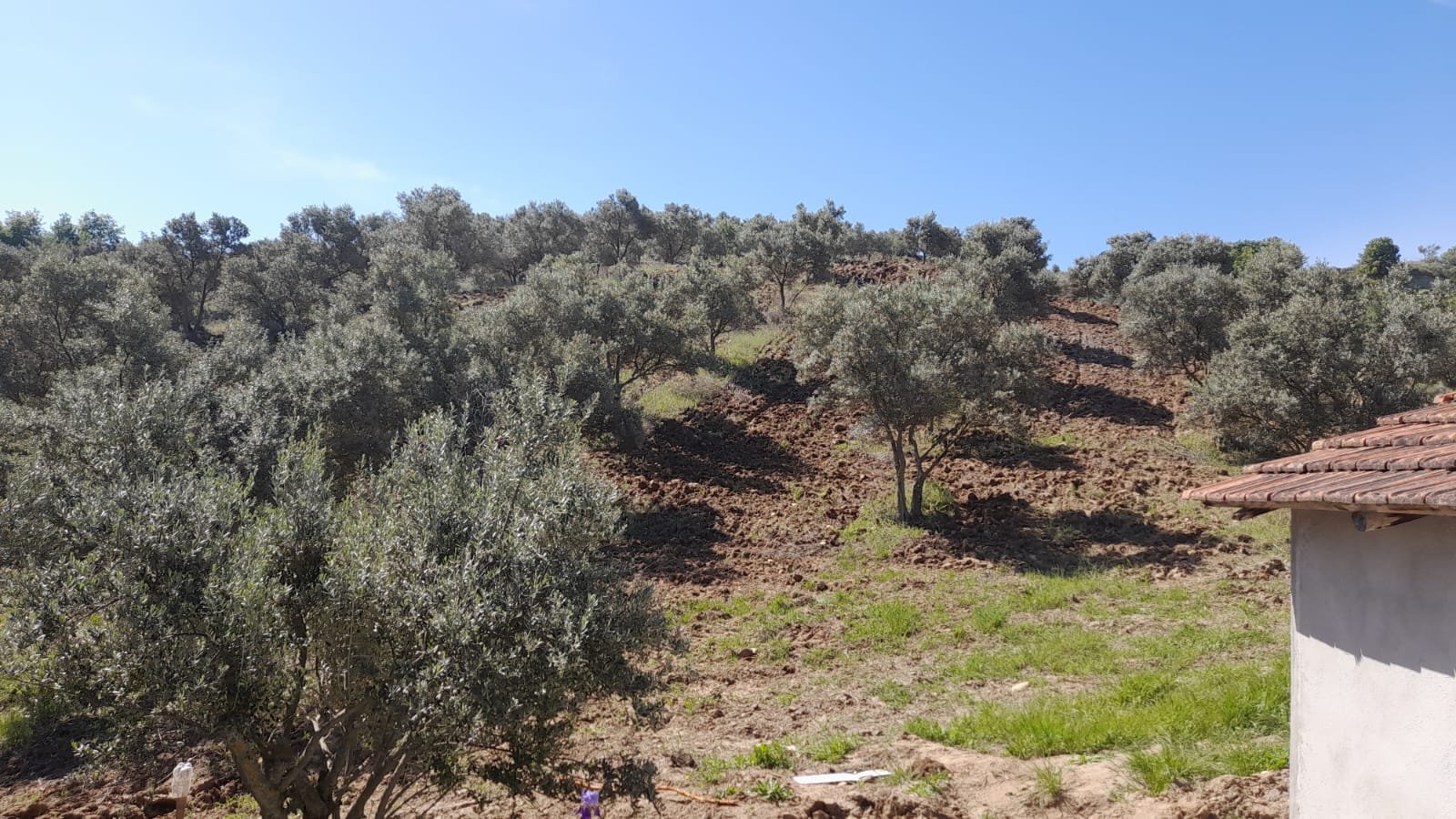 Tire Köyleri Arazi ve Tarla Piyasası Analizi — Q2 2026